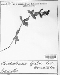 Puccinia punctata image
